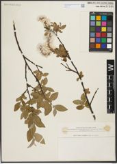 Foto von Salix rectijulis Trautv.
